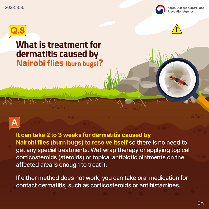 Q8. What is treatment for dermatitis caused by Nairobi flies (burn bugs)? It can take 2 to 3 weeks for dermatitis caused by Nairobi flies (burn bugs) to resolve itself so there is no need to get any special treatments. Wet wrap therapy or applying topical corticosteroids (steroids) or topical antibiotic ointments on the affected area is enough to treat it. If either method does not work, you can take oral medication for contact dermatitis, such as corticosteroids or antihistamines.